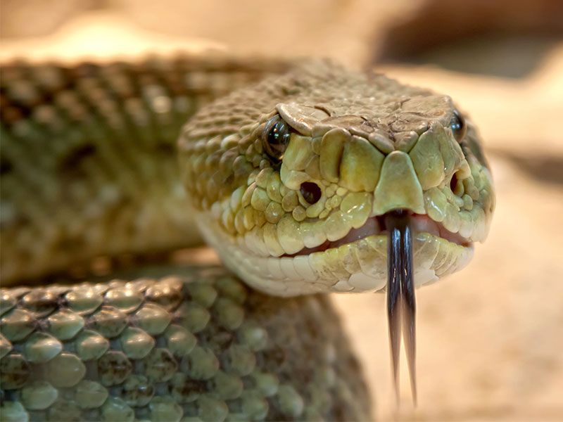 A new Linux distribution is born: Serpent OS